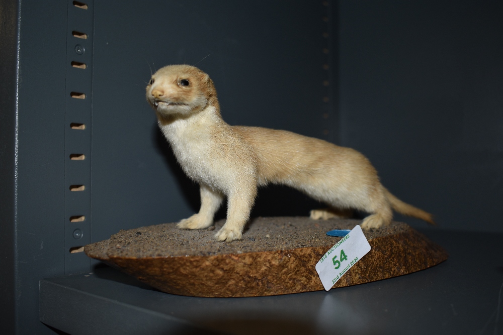 A still life taxidermy of a stationary white Ermine, Stoat or Short tailed Weasel in good condition