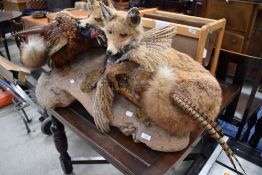A taxidermy , foxes and pheasants on natural woodbase