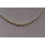 A string of Ciro graduated cultured pearls having a rose gold barrel clasp stamped 9ct, approx 17'