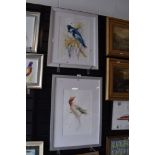 Two impressionist watercolours of exotic birds, indistinctly signed.