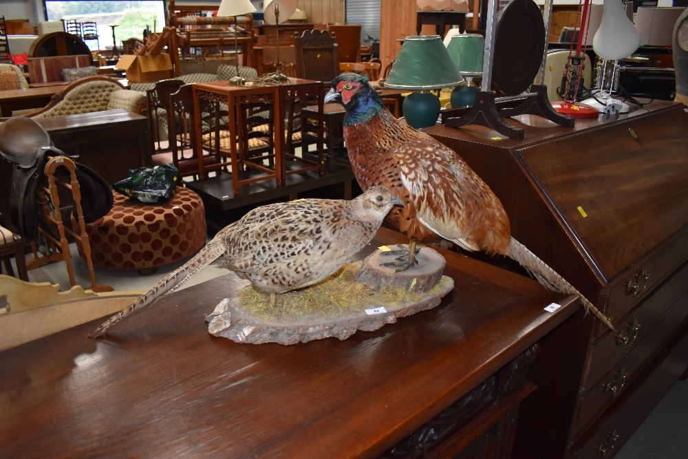 A taxidermy brace of pheasants