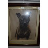 A pastel of a Staffordshire Bull terrior, entitled Axel and signed Peter Hogarth,2000.