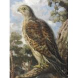 An oil painting on board, George Anderson Short, Peregrine falcon, signed and attributed verso, 40 x