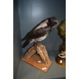 A taxidermy mounted on plinth.