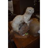 A taxidermy mink, mounted on log and wood plinth