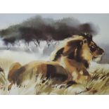 A Ltd Ed print, after Wolfgang Weber, Majesty lion study, numbered 369/495, signed, 53 x 65cm,