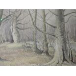 A watercolour, Neil Taylor, woodland scene, signed, 37 x 50cm, framed and glazed