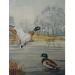 A watercolour, Olive M Boulton, Mallard, ducks on lake, signed and attributed verso, 48 x 33cm,