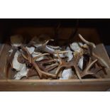 A selection of taxidermy deer antler and horns