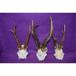 A selection of taxidermy deer antler and horn