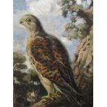 An oil painting on board, George Anderson Short, Peregrine falcon, signed and attributed verso, 40 x