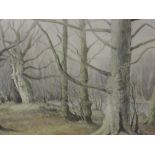 A watercolour, Neil Taylor, woodland scene, signed, 37 x 50cm, framed and glazed