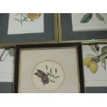 A watercolour, butterfly and leaf, circular, 12cm dia, framed and glazed, and a set of six prints,