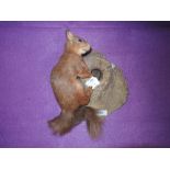 A taxidermy red squirrel poised on knotted tree mount.