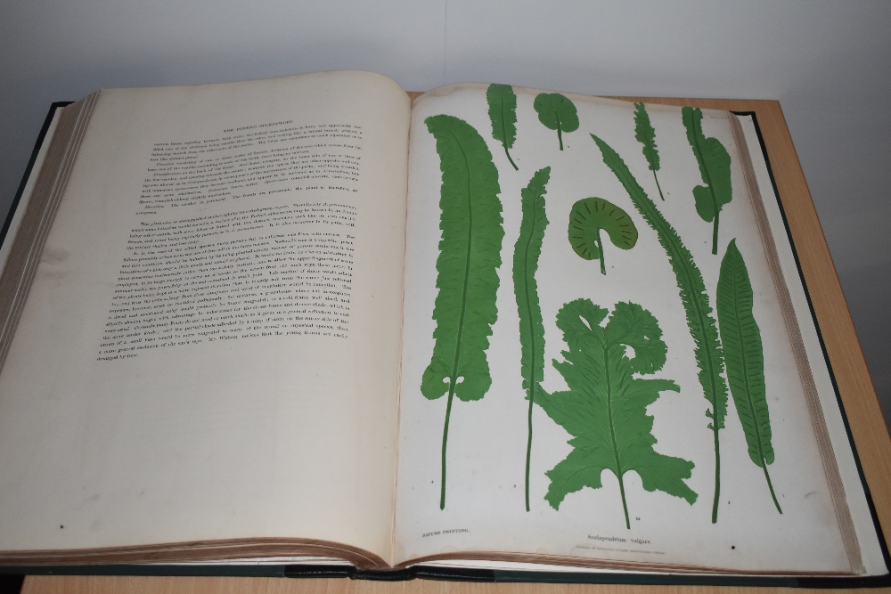 Natural History. Pteridology. Moore, Thomas; Lindley, John (ed.) - The Ferns of Great Britain and - Image 9 of 10