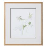 WENDY WALSH (1915 - 2014)Helleborus Orientalis Watercolour, 35 x 30cmSigned;Together with Robert