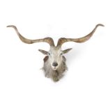 A TAXIDERMY GOATS HEAD, mounted on an oak shield panel, 115cm wide (across horns)