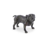 AN AUSTRIAN COLD PAINTED BRONZE MODEL OF A BULLDOG, standing four square with raised head