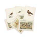 FOUR LITHOGRAPHS BY D.G KEULAMANS, each 29 x 40cm; and four lithographs of Scandinavian birds,