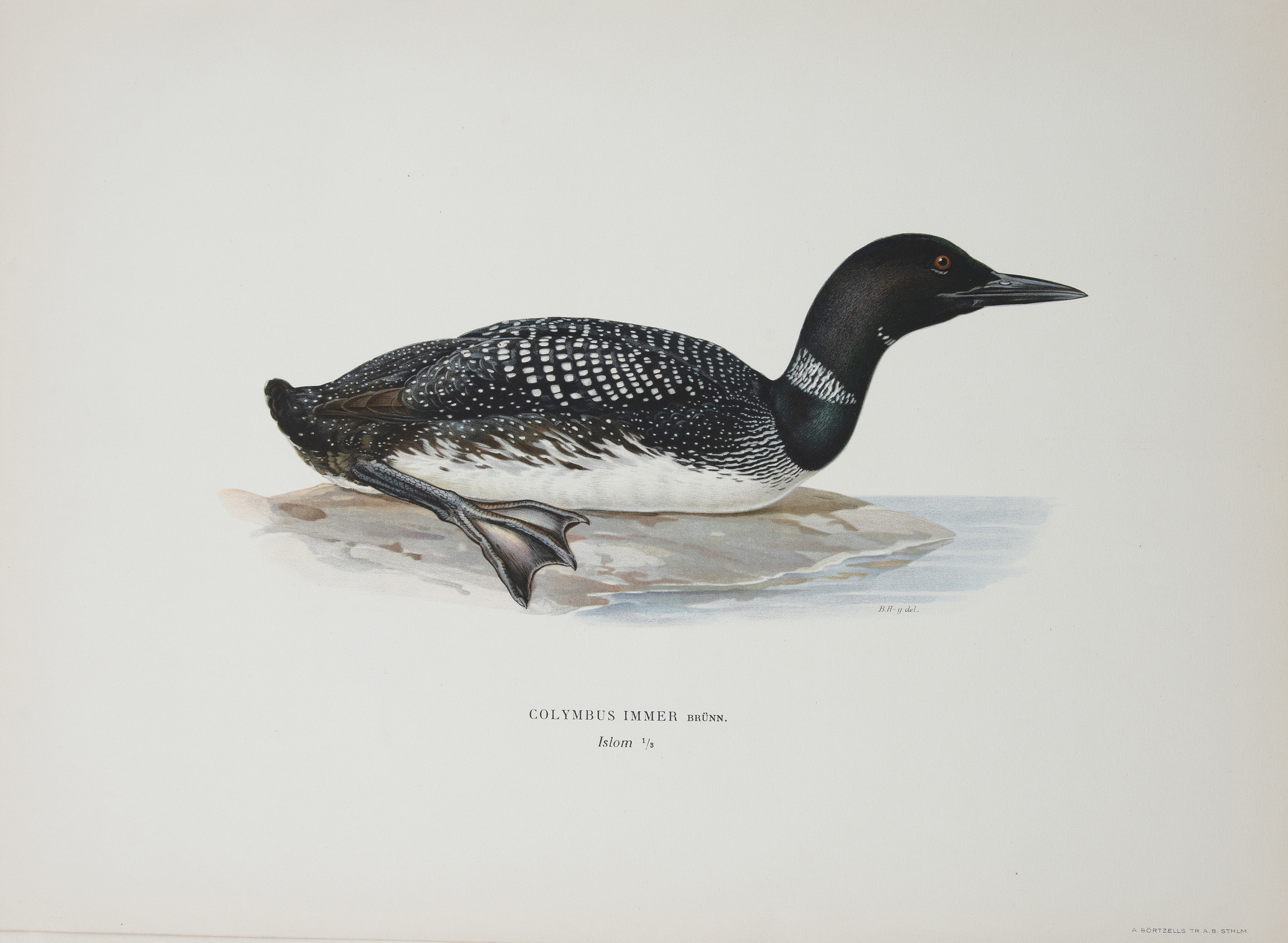 AFTER THE VON WRIGHT BROTHERS (SWEDISH-FINNISH 19TH CENTURY) A collection of 40 lithographs of birds - Image 6 of 7