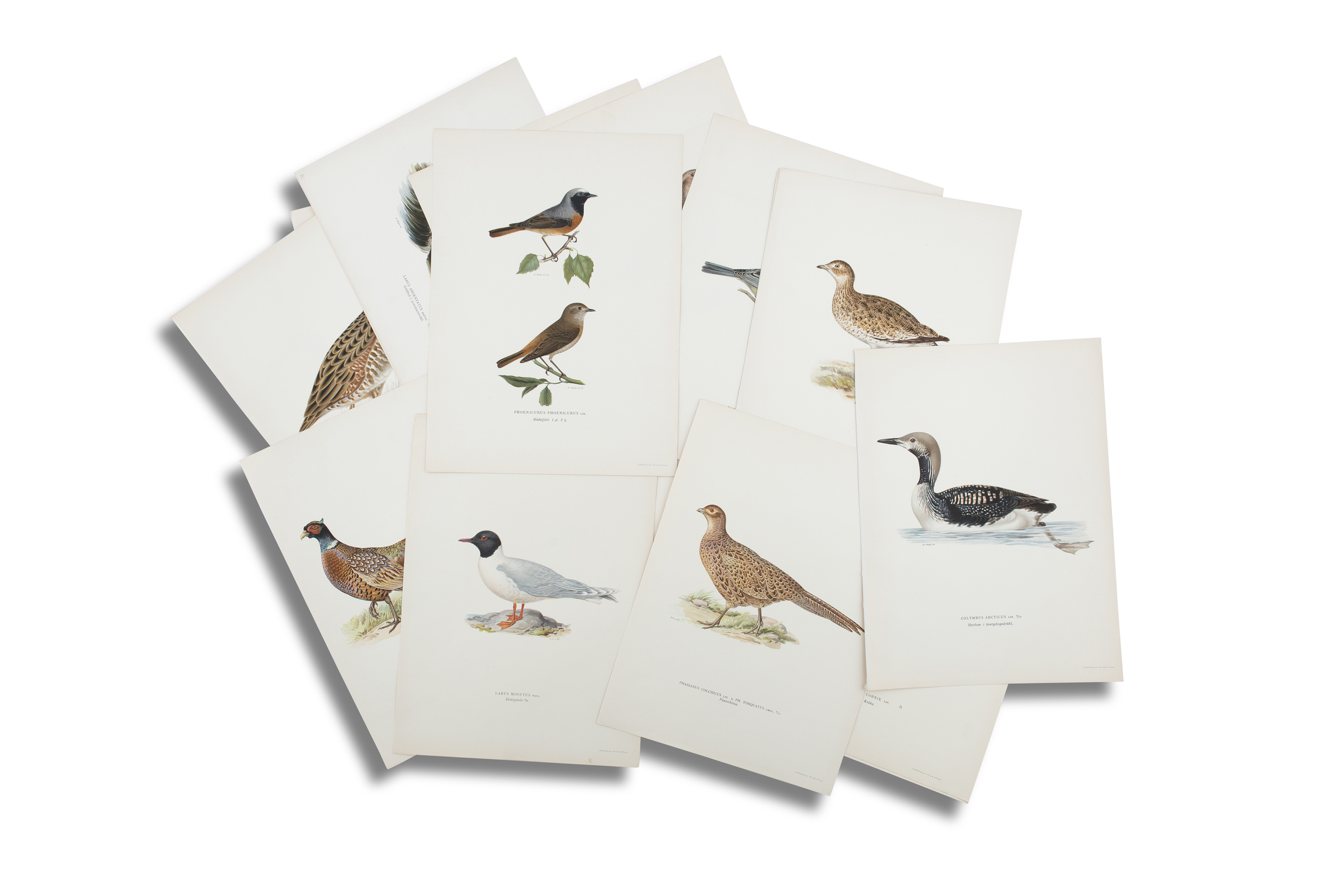 AFTER THE VON WRIGHT BROTHERS (SWEDISH-FINNISH 19TH CENTURY) A collection of 40 lithographs of birds