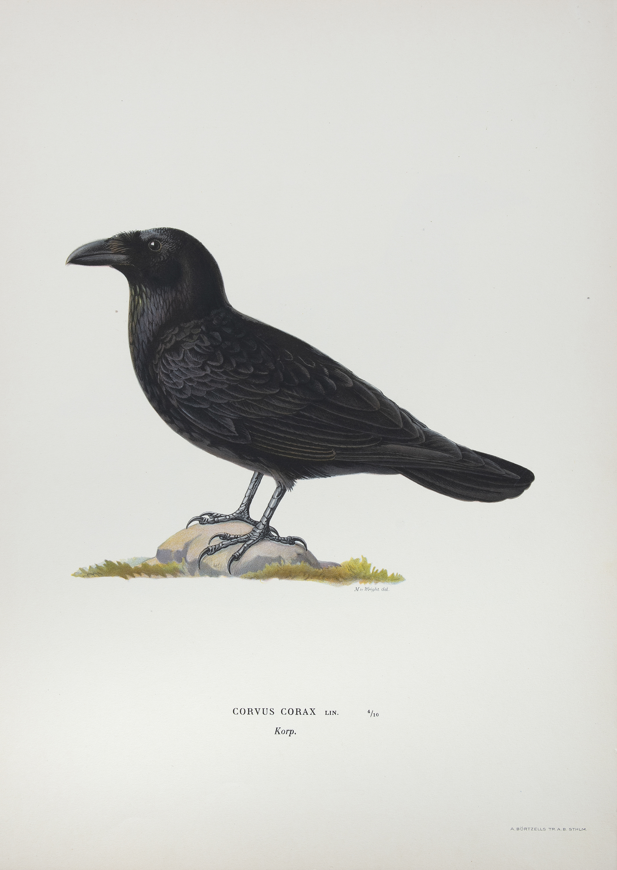 AFTER THE VON WRIGHT BROTHERS (SWEDISH-FINNISH 19TH CENTURY) A collection of 40 lithographs of birds - Image 2 of 7