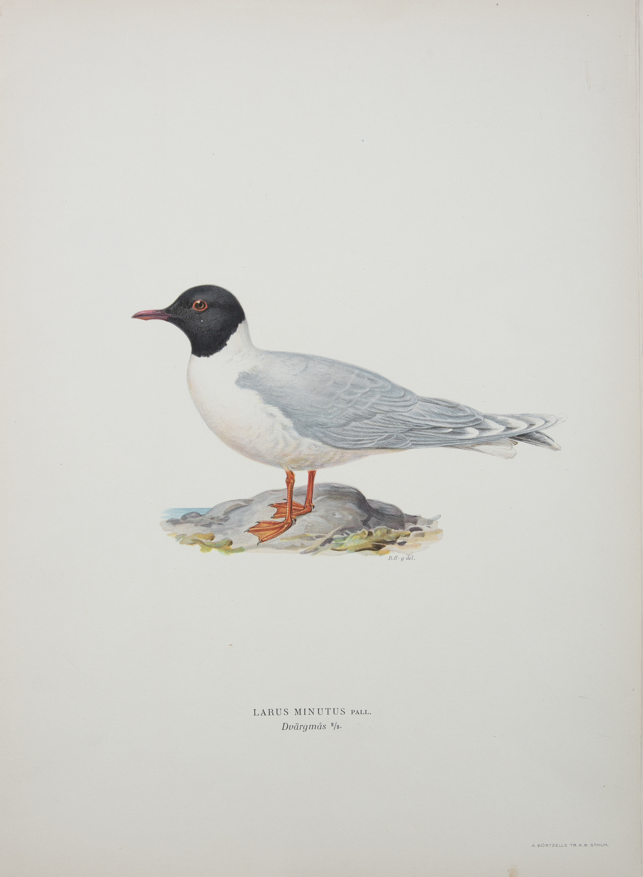 AFTER THE VON WRIGHT BROTHERS (SWEDISH-FINNISH 19TH CENTURY) A collection of 40 lithographs of birds - Image 7 of 7