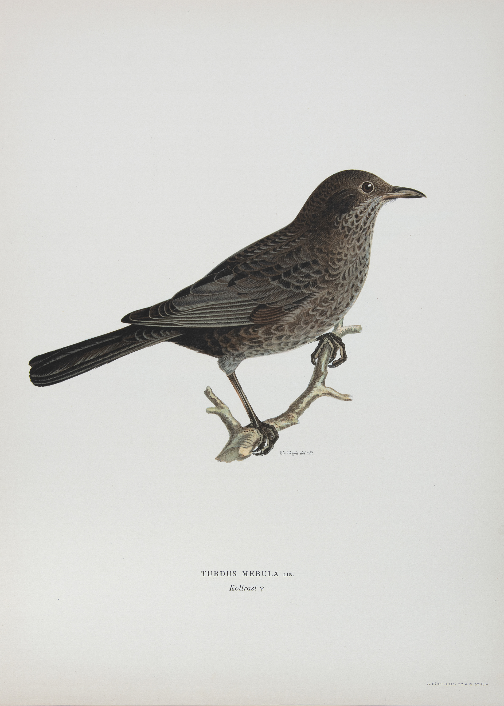 AFTER THE VON WRIGHT BROTHERS (SWEDISH-FINNISH 19TH CENTURY) A collection of 40 lithographs of birds - Image 3 of 7