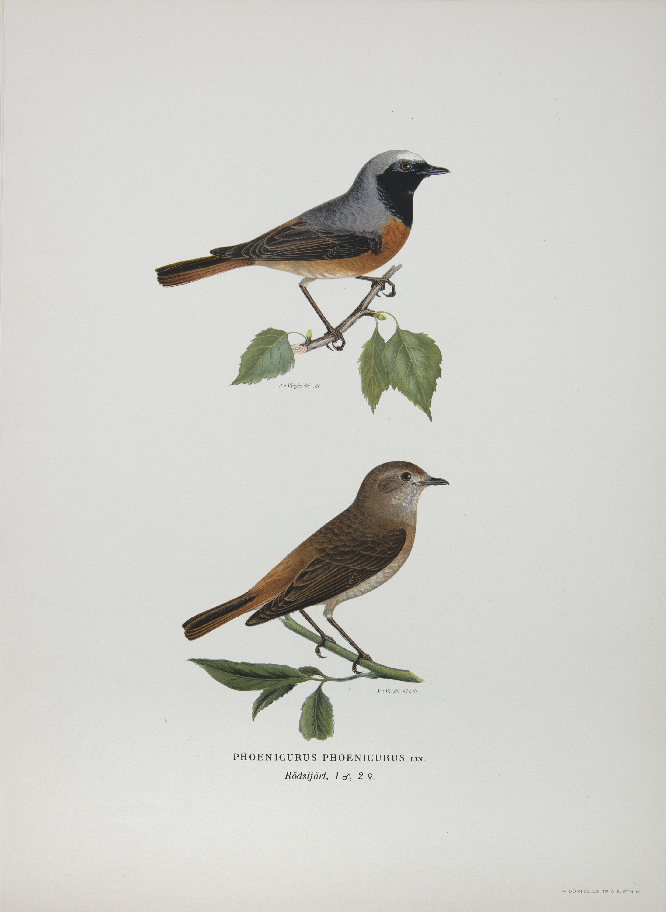 AFTER THE VON WRIGHT BROTHERS (SWEDISH-FINNISH 19TH CENTURY) A collection of 40 lithographs of birds - Image 4 of 7