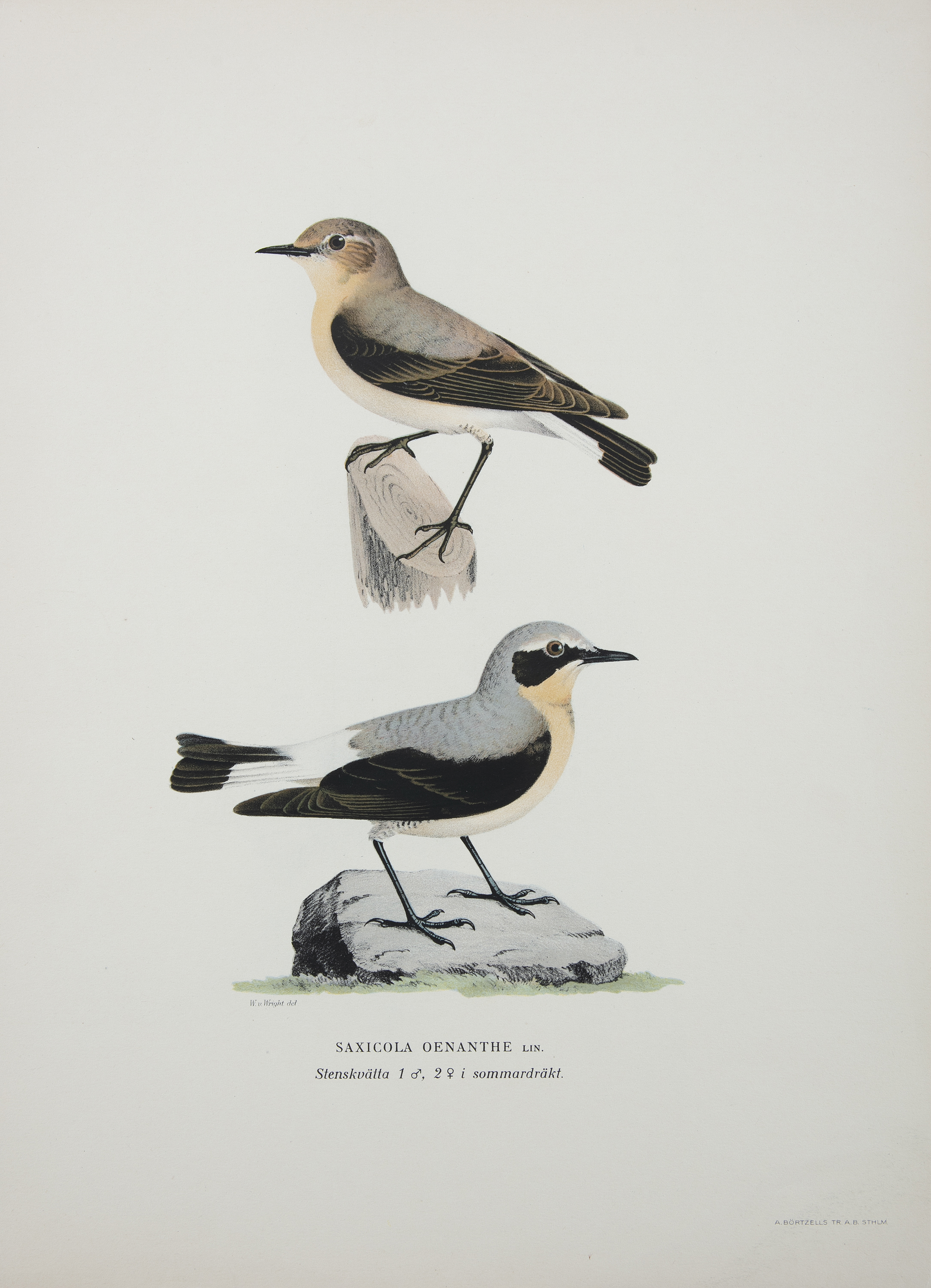 AFTER THE VON WRIGHT BROTHERS (SWEDISH-FINNISH 19TH CENTURY) A collection of 40 lithographs of birds - Image 5 of 7