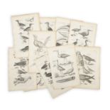 18TH CENTURY SCHOOL A set of 29 plates depicting exotic and domestic birds Engraving, 36 x 24cm