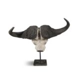 A MOUNTED WATER BUFFALO SKULL MOUNTED ON TIMBER BACKBOARD. 68cm high, 100cm wide, 32cm deep