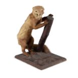 AN ANTHROPOMORPHIC TAXIDERMY WEASLE, 19th century, displayed standing in an upright position, on