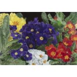 Dale Pring MacSweeney (b.1949) Polyanthus Oil on canvas, 27.6 x 39.5cm (10½ x 15½'') Signed and