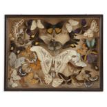 Taxidermy: A collection of butterflies, wide variety. 35.5 x 45.5cm (14 x 18'') Provenance: With