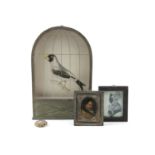 A COLLECTION, comprising a 'birdcage' framed hand-coloured engraving of a Coccothraustes Melanura