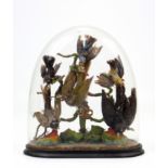 A display of six various birds, under a glass domed dust shade, & on ebonised plinth, 15” high.