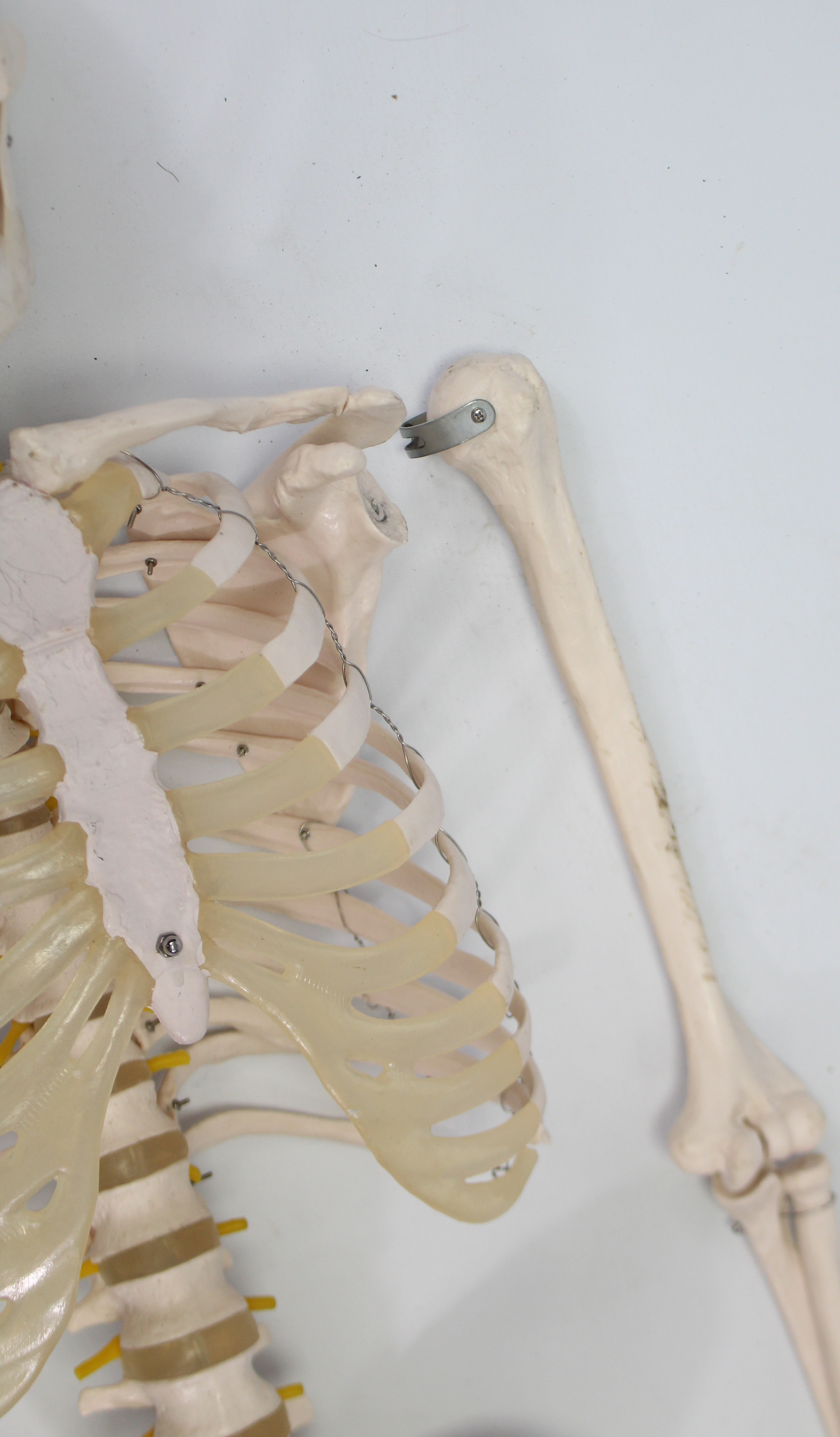 A resin medical skeleton specimen (lacking lower right arm), 5’5” high; & a composition - Image 5 of 7