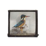 A display of a Kingfisher in ebonised glazed case, bears label “Preserved by J Brown, Walcot Street,