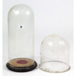 Two glass domed dust shades, one with ebonised plinth, 17”, & 8¾” high.