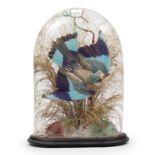 A display of an exotic bird mounted amongst natural grasses, under a glass domed dust shade, & on