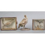 Three taxidermy birds, two in glazed cases.