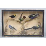 A taxidermy display of five mounted exotic birds amongst natural grasses, & in glazed case, 17” x