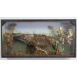 A taxidermy display of a Buzzard mounted amongst natural grasses, & in ebonised glazed case, 27”