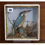 A display of a kingfisher mounted amongst grasses, & in a glazed case, 7½” wide x 7¾” high.