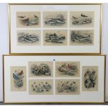 Sixteen various 19th century Natural History prints displayed in three glazed frames, 36½” x 17½,