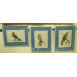 Ettershuk - three ornithological studies watercolour bearing signatures 13'' x 9.