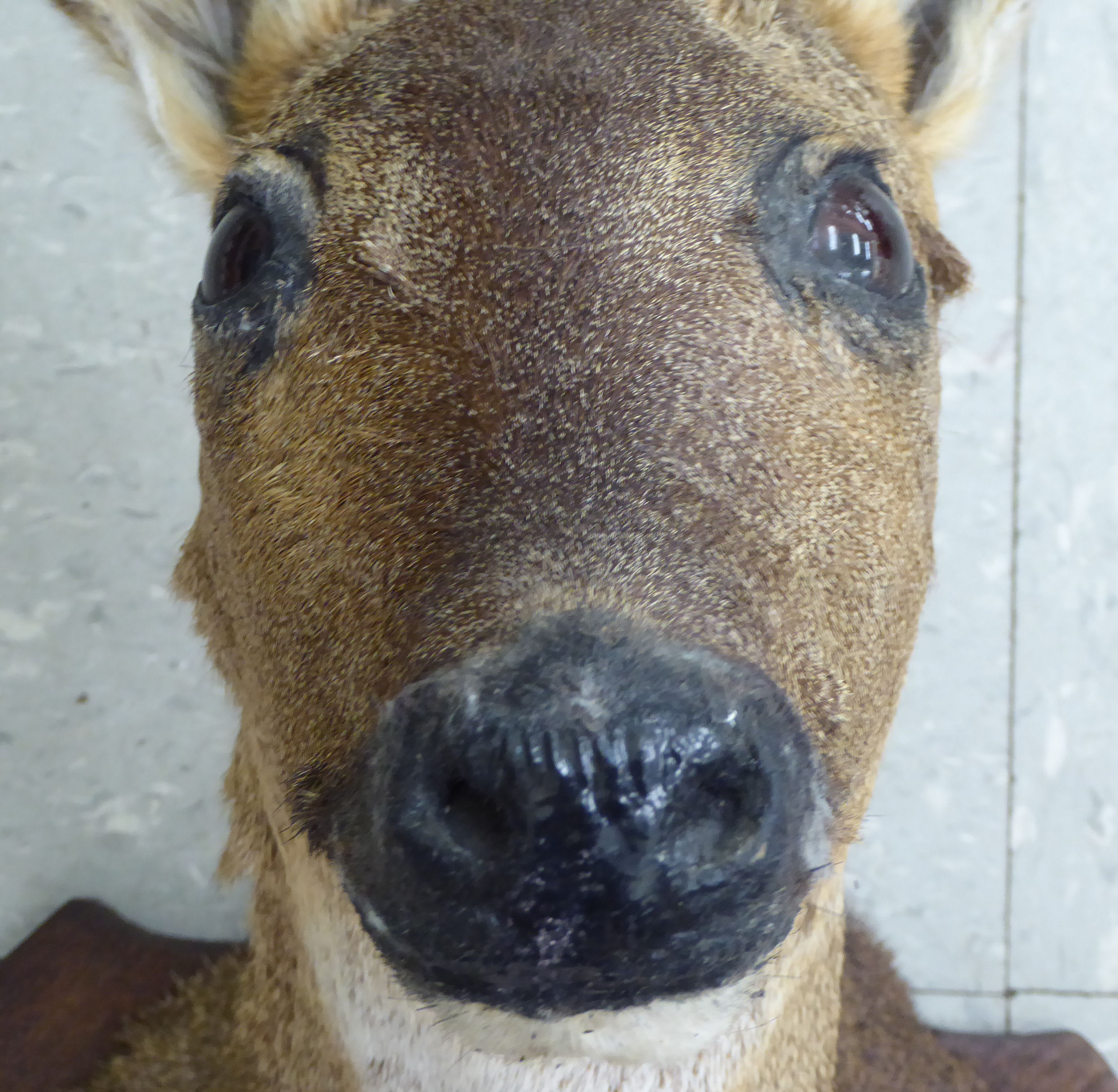 Taxidermy: a deer's head trophy, - Image 2 of 3