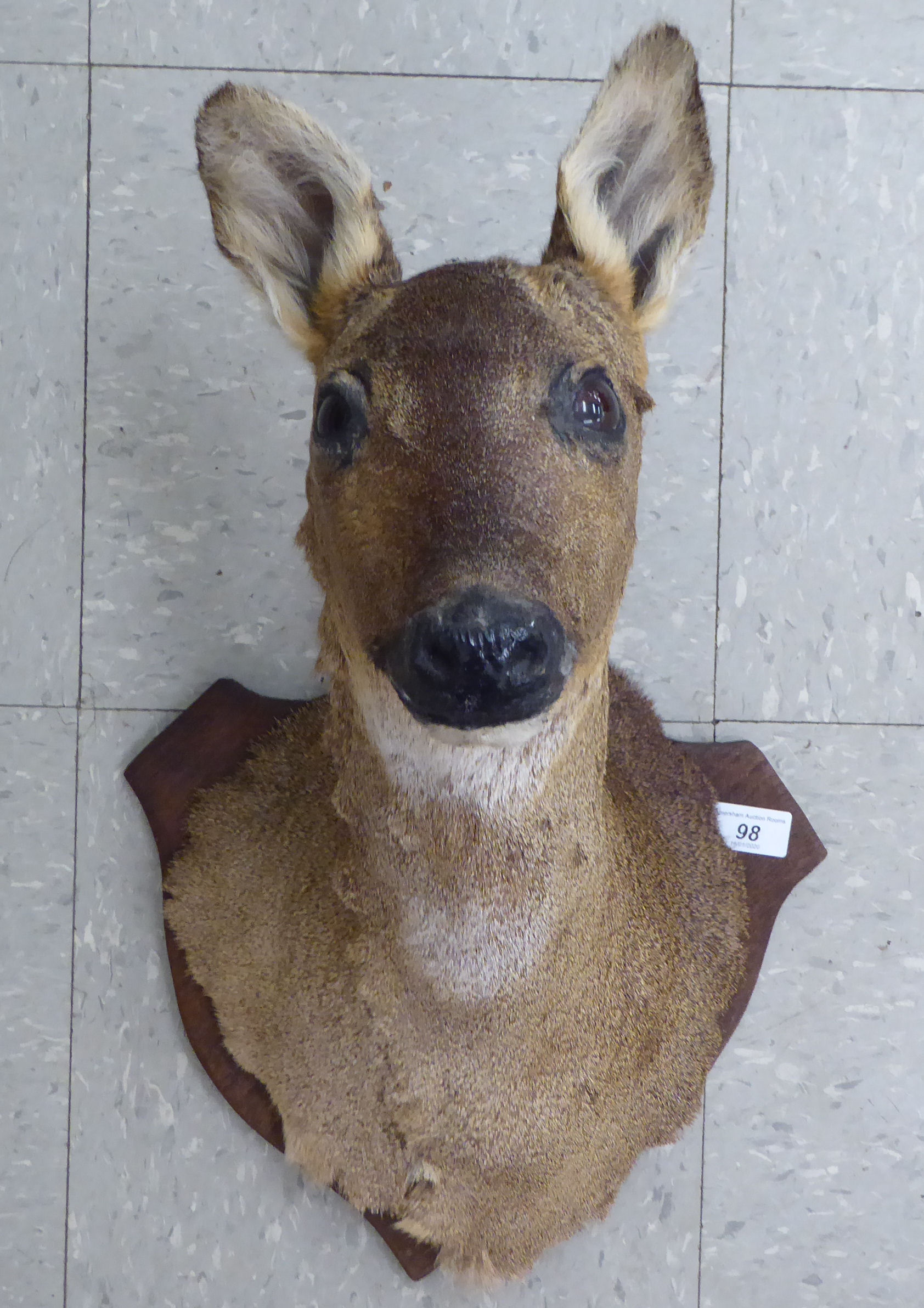 Taxidermy: a deer's head trophy,