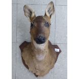 Taxidermy: a deer's head trophy,